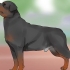 Een rottweiler identifiseer