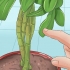 Snoei van 'n schefflera-plant