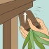 Herleef 'n sterwende aloe vera-plant