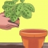 Sorg vir 'n tien gebooie plant