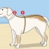 Brei 'n trui vir 'n hond