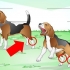 Hoe om 'n verstuite enkel by 'n hond te behandel