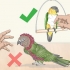 Een vogel aaien