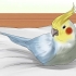 Een vogel wassen