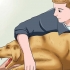 Een ''vossenstaart'' uit die neus van 'n hond verwyder
