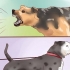 Een waakhond trainen