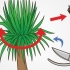 Snoei 'n yucca