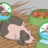 Een zwangere cavia help
