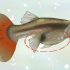 Erachter kom of je guppy zwanger is