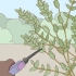 Berging van eucalyptus