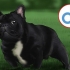 Franse buldogs fokken