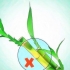 Kweek lucky bamboo