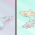 Guppy se fokken