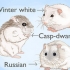 Hamsters fokken