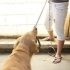 Die gedrag van jou hond kontroleer deur roedelleider te word