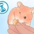 Die geslag van je hamster bepaal