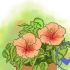 Kweek hibiscus in die buitelug