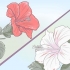 Groeiende hibiscus
