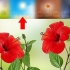 Voortplanting van hibiscus