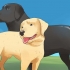 Honden laten paren