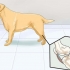Honden met gewrichtsprobleme en stijfheid help