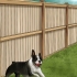 Honden ontmoedigen om in die tuin te poepen
