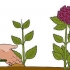 Kweek hortensia's uit steggies