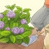 Berei hortensia's vir die winter voor
