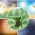 Hosta plante