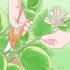 Hostas snoei