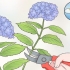 Sny hortensia-blomme