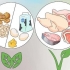 Tel gewig op as jy vegetaries eet