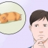 Begryp as jy hamster nie beweeg nie