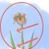 Versorging van irisse wanneer die blomme sterf