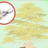 Snoei japannese esdoorn