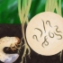 Japanse kevers bestrijden