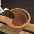Kweek jasmyn in 'n pot