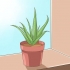 Sorg vir jou aloe vera
