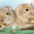Je gerbil gelukkig maak