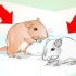 Je gerbils maak