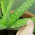 Versorg jou hare met aloe vera