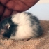 Je hamster in slegte doen