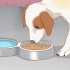 Je hond behandel