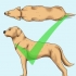 Je hond help af te vallen