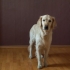 Je hond leer sit