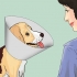 Jy hou jou hond rustig na die castreren