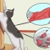 Je kat afleren aan meubels te krabben