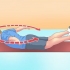 Oefen jou latissimus dorsi