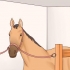 Je paard versorgen