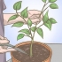 Snoei jou soetrissieplant